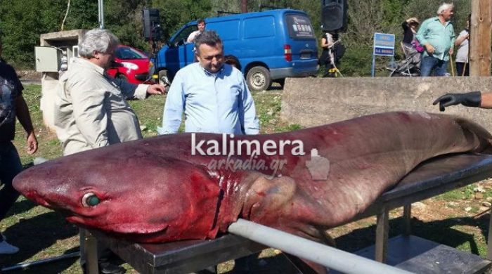 Καρχαρίας ... εμφανίστηκε στη λίμνη Λάδωνα! (vd)