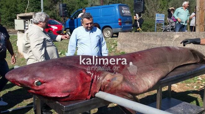 Καρχαρίας ... εμφανίστηκε στη λίμνη Λάδωνα! (vd)
