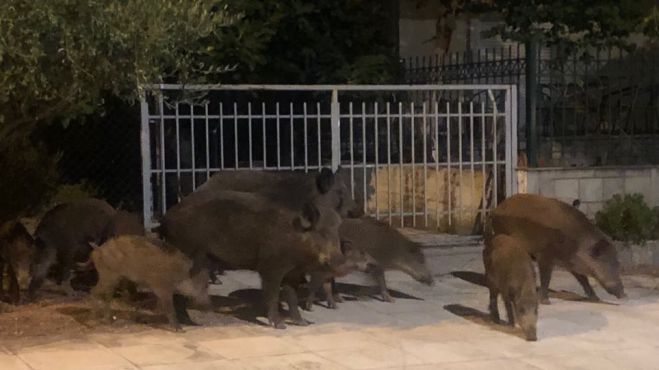 &Lambda;&omicron;&upsilon;&tau;&rho;ά&kappa;&iota; | &Alpha;&gamma;&rho;&iota;&omicron;&gamma;&omicron;ύ&rho;&omicron;&upsilon;&nu;&alpha; &epsilon;&mu;&phi;&alpha;&nu;ί&sigma;&tau;&eta;&kappa;&alpha;&nu; &sigma;&epsilon; &pi;&alpha;&rho;&alpha;&lambda;ί&alpha; (vd)