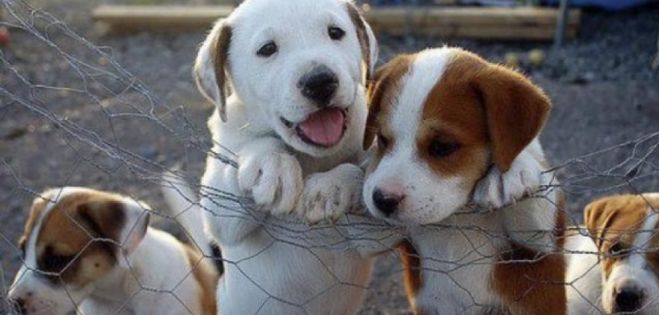 Αποσύρθηκε το νομοσχέδιο για δεσποζόμενα και αδέσποτα ζώα