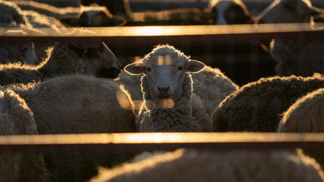 "&Mu;&epsilon;&gamma;ά&lambda;&eta; &alpha;&nu;&eta;&sigma;&upsilon;&chi;ί&alpha; &alpha;&pi;ό &tau;&eta;&nu; &epsilon;&pi;&alpha;&nu;&epsilon;&mu;&phi;ά&nu;&iota;&sigma;&eta; &kappa;&alpha;&tau;&alpha;&rho;&rho;&omicron;ϊ&kappa;&omicron;ύ &pi;&upsilon;&rho;&epsilon;&tau;&omicron;ύ &sigma;&tau;&eta;&nu; &Lambda;&alpha;&kappa;&omega;&nu;ί&alpha;"