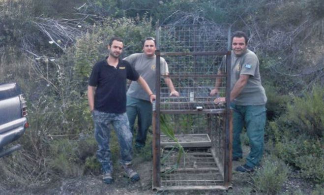 Παγίδες και θηλιές για παράνομο κυνήγι αγριογούρουνου εντόπισε η Ομοσπονδιακή Θηροφυλακή!