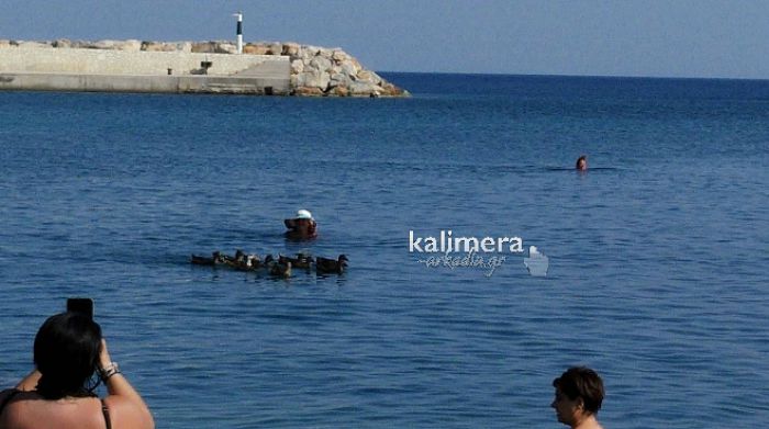 Οι πάπιες κέρδισαν τα βλέμματα στο Παράλιο Άστρος! (vd)