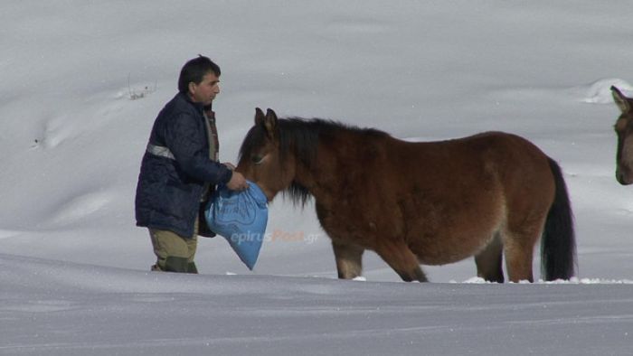 Άλογα εγκλωβίστηκαν στη χιονισμένη Πίνδο – Διάσωση από την ΕΜΑΚ! (vd)