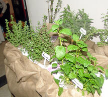 &Kappa;&alpha;&lambda;&lambda;&iota;έ&rho;&gamma;&epsilon;&iota;&alpha; &tau;&rho;&omicron;ύ&phi;&alpha;&sigmaf; &sigma;&tau;&eta;&nu; &Alpha;&rho;&kappa;&alpha;&delta;ί&alpha;; &Pi;&omicron;&iota;&epsilon;&sigmaf; &pi;&rho;&omicron;ϋ&pi;&omicron;&theta;έ&sigma;&epsilon;&iota;&sigmaf;
&alpha;&pi;&alpha;&iota;&tau;&omicron;ύ&nu;&tau;&alpha;&iota;&hellip;