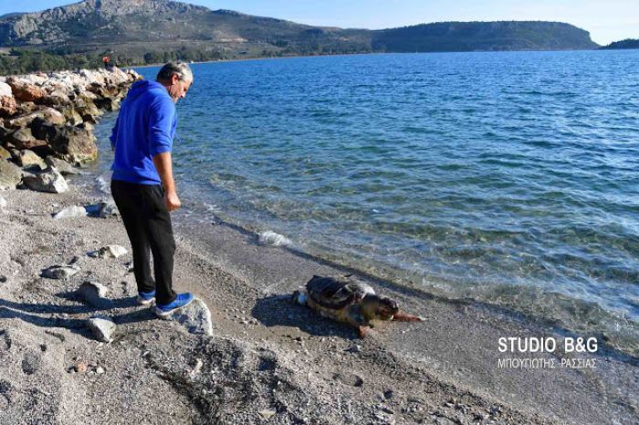 Νεκρή θαλάσσια χελώνα στην παραλία Καραθώνας (vd)