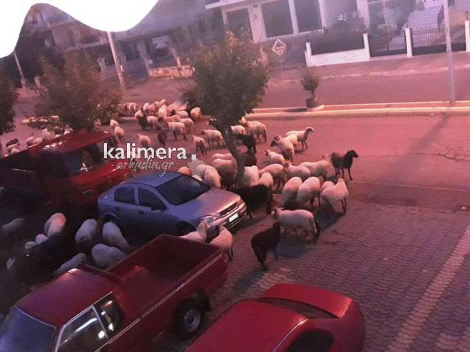 Τρίπολη | Πρόβατα ... βολτάρουν στην Ο.Η.Ε.! (εικόνες)
