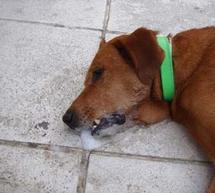 &Phi;&iota;&lambda;&omicron;&zeta;&omega;&iota;&kappa;ή &Epsilon;&tau;&alpha;&iota;&rho;&epsilon;ί&alpha; &kappa;&alpha;&tau;&alpha;&gamma;&gamma;έ&lambda;&lambda;&epsilon;&iota; &phi;&rho;&iota;&kappa;&alpha;&lambda;έ&epsilon;&sigmaf; &delta;&eta;&lambda;&eta;&tau;&eta;&rho;&iota;ά&sigma;&epsilon;&iota;&sigmaf; &alpha;&delta;έ&sigma;&pi;&omicron;&tau;&omega;&nu; &sigma;&tau;&omicron; &Pi;&alpha;&rho;ά&lambda;&iota;&omicron; Ά&sigma;&tau;&rho;&omicron;&sigmaf;!