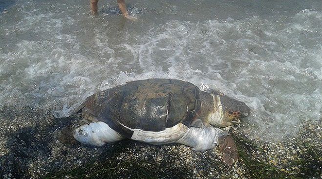 Νεκρή θαλάσσια χελώνα στο Παράλιο Άστρος