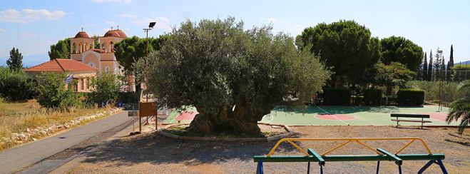 &lsquo;&rsquo;&Mu;&iota;&alpha; &delta;&iota;&alpha;&phi;&omicron;&rho;&epsilon;&tau;&iota;&kappa;ή &epsilon;&iota;&kappa;&alpha;&sigma;&tau;&iota;&kappa;ή &pi;&rho;&omicron;&sigma;έ&gamma;&gamma;&iota;&sigma;&eta; &tau;&eta;&sigmaf; &Epsilon;&lambda;&iota;ά&sigmaf;&lsquo;&rsquo; &sigma;&tau;&alpha; &Kappa;&omicron;ύ&tau;&rho;&omicron;&upsilon;&phi;&alpha; &Kappa;&upsilon;&nu;&omicron;&upsilon;&rho;ί&alpha;&sigmaf;