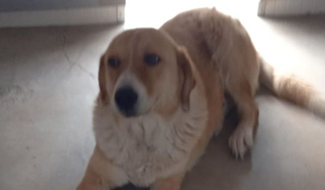 Ο Φιλοζωικός Σύλλογος Τρίπολης για το Δημοτικό Καταφύγιο