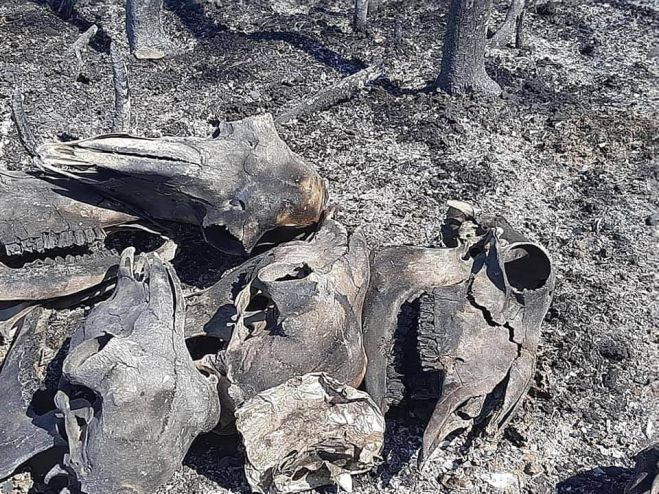 Φριχτό θάνατο βρήκαν ζώα στις πυρκαγιές της Κορινθίας (εικόνες)