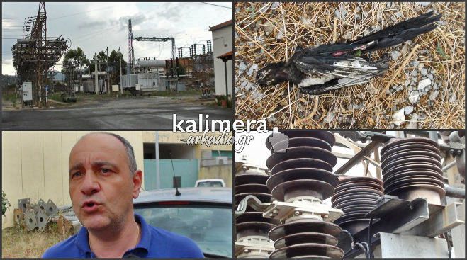 Απίστευτο κι όμως αληθινό: Πτηνό προκάλεσε βραχυκύκλωμα και άφησε χωρίς ρεύμα την Τρίπολη και πολλά χωριά! (vd)