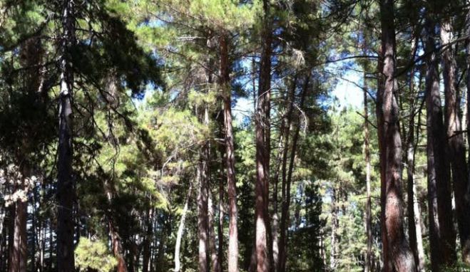 &Mu;έ&tau;&rho;&alpha; &pi;&upsilon;&rho;&alpha;&sigma;&phi;ά&lambda;&epsilon;&iota;&alpha;&sigmaf; &sigma;&tau;&omicron; &Delta;&alpha;&sigma;ά&kappa;&iota; &Beta;&upsilon;&tau;ί&nu;&alpha;&sigmaf; | &Sigma;&upsilon;&gamma;&chi;&alpha;&rho;&eta;&tau;ή&rho;&iota;&alpha; &sigma;&epsilon; &Gamma;&rho;&alpha;&phi;ά&kappa;&omicron;, &Delta;&eta;&mu;ά&kappa;&omicron; &kappa;&alpha;&iota; &Sigma;&alpha;&rho;ά&nu;&tau;&eta;