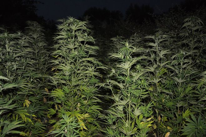 &Phi;&upsilon;&tau;&epsilon;ί&alpha; &delta;&epsilon;&nu;&delta;&rho;&upsilon;&lambda;&lambda;ί&omega;&nu; &kappa;ά&nu;&nu;&alpha;&beta;&eta;&sigmaf; &epsilon;&nu;&tau;ό&pi;&iota;&sigma;&epsilon; &eta; &Alpha;&sigma;&tau;&upsilon;&nu;&omicron;&mu;ί&alpha; &sigma;&tau;&eta; &Mu;&epsilon;&sigma;&sigma;&eta;&nu;ί&alpha;