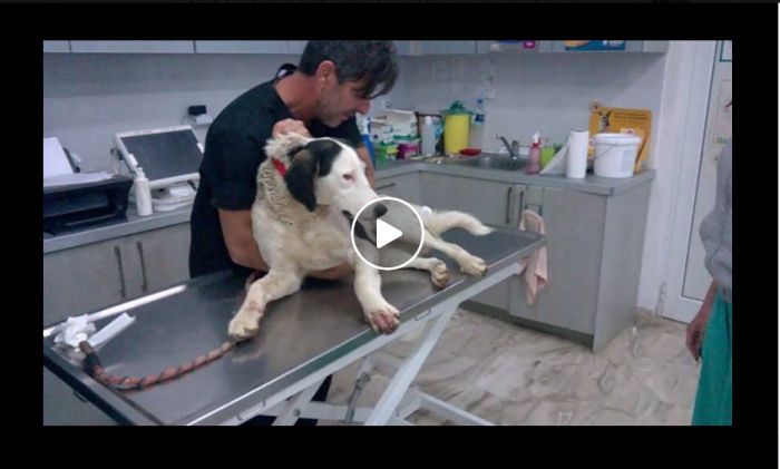 SOS για τη «Rumi» στην Τρίπολη! (vd)