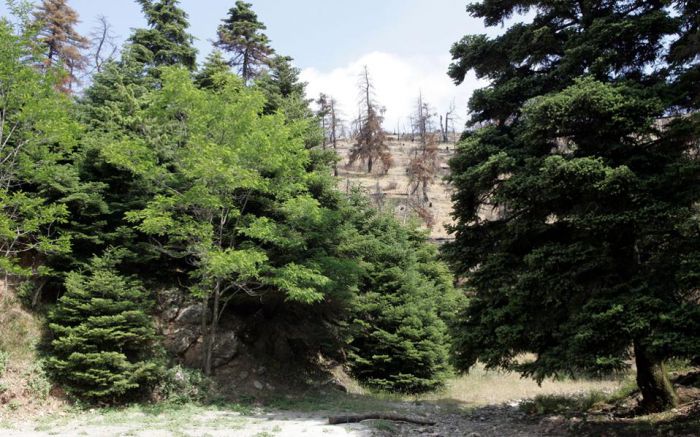 &Delta;&alpha;&sigma;&iota;&kappa;&omicron;ί &chi;ά&rho;&tau;&epsilon;&sigmaf; | &Pi;ά&nu;&omega; &alpha;&pi;ό 110.000 &omicron;&iota; &epsilon;&nu;&sigma;&tau;ά&sigma;&epsilon;&iota;&sigmaf; - &Alpha;&nu;&alpha;&lambda;&alpha;&mu;&beta;ά&nu;&omicron;&upsilon;&nu; &delta;&rho;ά&sigma;&eta; &omicron;&iota; &Epsilon;&pi;&iota;&tau;&rho;&omicron;&pi;έ&sigmaf; &Epsilon;&xi;έ&tau;&alpha;&sigma;&eta;&sigmaf; &Alpha;&nu;&tau;&iota;&rho;&rho;ή&sigma;&epsilon;&omega;&nu;!