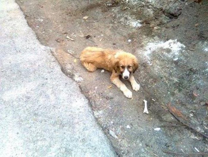 Έ&kappa;&kappa;&lambda;&eta;&sigma;&eta; &gamma;&iota;&alpha; &tau;&eta;&nu; &sigma;&omega;&tau;&eta;&rho;ί&alpha; &tau;&omicron;&upsilon; &alpha;&nu;ή&mu;&pi;&omicron;&rho;&omicron;&upsilon; &zeta;ώ&omicron;&upsilon; &pi;&omicron;&upsilon; &beta;&rho;ί&sigma;&kappa;&epsilon;&tau;&alpha;&iota; &sigma;&tau;&eta;&nu; &Tau;&rho;ί&pi;&omicron;&lambda;&eta;