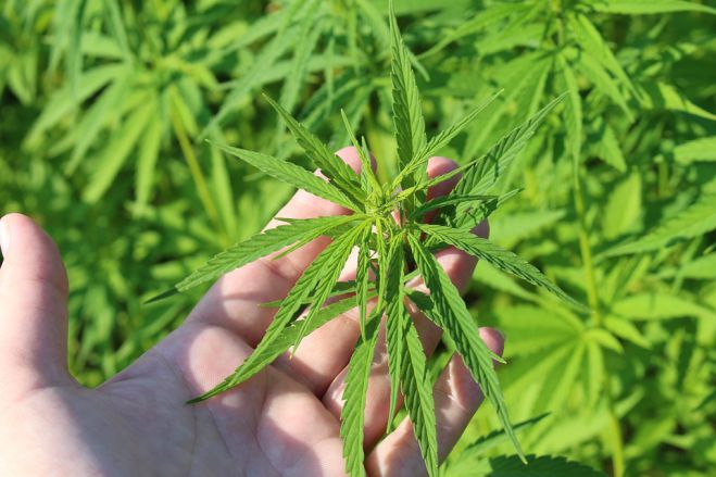 &Upsilon;&gamma;&epsilon;ί&alpha; | &Eta; &sigma;&upsilon;&chi;&nu;ή &chi;&rho;ή&sigma;&eta; &kappa;ά&nu;&nu;&alpha;&beta;&eta;&sigmaf; &alpha;&upsilon;&xi;ά&nu;&epsilon;&iota; &tau;&omicron;&nu; &kappa;ί&nu;&delta;&upsilon;&nu;&omicron; &epsilon;&gamma;&kappa;&epsilon;&phi;&alpha;&lambda;&iota;&kappa;&omicron;ύ &kappa;&alpha;&iota; &kappa;&alpha;&rho;&delta;&iota;&alpha;&kappa;ή&sigmaf; &alpha;&rho;&rho;&upsilon;&theta;&mu;ί&alpha;&sigmaf; &sigma;&tau;&omicron;&upsilon;&sigmaf; &nu;έ&omicron;&upsilon;&sigmaf;
