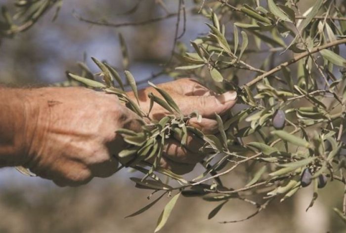 Βόρεια Κυνουρία | Ζημιές στις ελιές προκάλεσε ο πρόσφατος καύσωνα - Επιστολή σε Λυκουρέντζο και αίτημα αποζημίωσης από τον ΕΛΓΑ