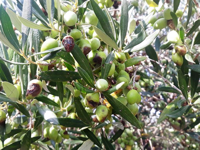 &Omicron;&delta;&eta;&gamma;ί&epsilon;&sigmaf; &gamma;&iota;&alpha; &tau;&eta;&nu; &alpha;&nu;&tau;&iota;&mu;&epsilon;&tau;ώ&pi;&iota;&sigma;&eta; &tau;&omicron;&upsilon; &gamma;&lambda;&omicron;&iota;&omicron;&sigma;&pi;ό&rho;&iota;&omicron;&upsilon; &tau;&eta;&sigmaf; &epsilon;&lambda;&iota;ά&sigmaf;