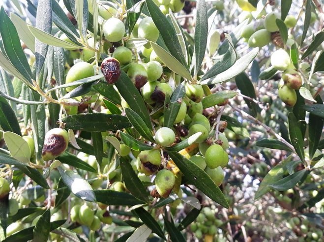 &Omicron;&delta;&eta;&gamma;ί&epsilon;&sigmaf; &gamma;&iota;&alpha; &tau;&eta;&nu; &alpha;&nu;&tau;&iota;&mu;&epsilon;&tau;ώ&pi;&iota;&sigma;&eta; &tau;&omicron;&upsilon; &gamma;&lambda;&omicron;&iota;&omicron;&sigma;&pi;ό&rho;&iota;&omicron;&upsilon; &tau;&eta;&sigmaf; &epsilon;&lambda;&iota;ά&sigmaf;