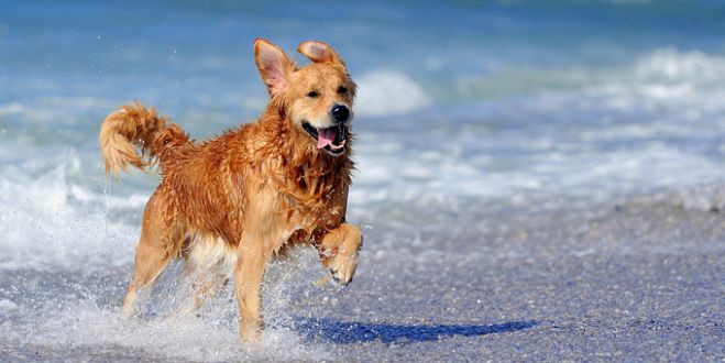 Σε ποια παραλία της Νότιας Κυνουρίας επιτρέπονται τα σκυλιά!