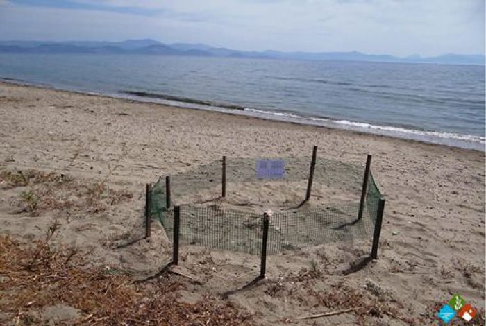 Κάτω Βέρβενα - Προστασία για φωλιές Caretta - Caretta (εικόνες)