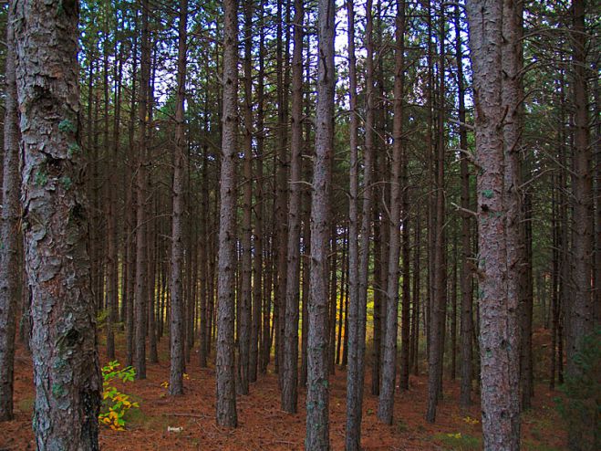 &Pi;&upsilon;&rho;&omicron;&sigma;&beta;&epsilon;&sigma;&tau;&iota;&kappa;ή | &Kappa;&lambda;ή&theta;&eta;&kappa;&epsilon; &nu;&alpha; &mu;&epsilon;&tau;&alpha;&phi;έ&rho;&epsilon;&iota; &tau;&rho;&alpha;&upsilon;&mu;&alpha;&tau;&iota;&sigma;&mu;έ&nu;&omicron; ά&nu;&delta;&rho;&alpha; &sigma;&tau;&eta; &Beta;&lambda;&alpha;&chi;&omicron;&kappa;&epsilon;&rho;&alpha;&sigma;&iota;ά