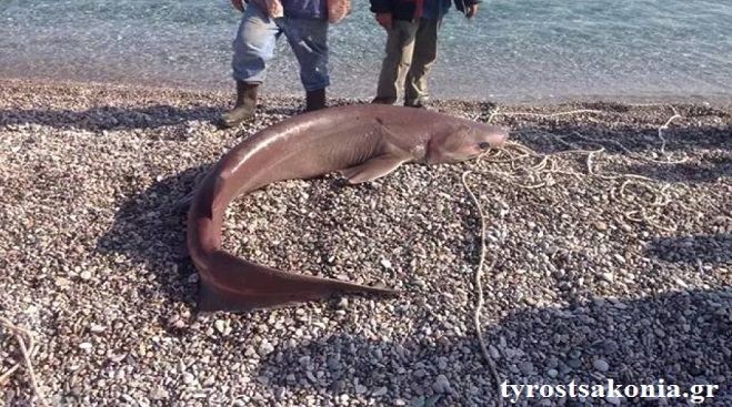 Ψάρι … 120 κιλών έπιασαν στον Τυρό Κυνουρίας!