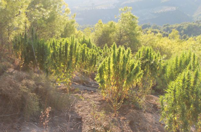 Δύο φυτείες με δενδρύλλια κάνναβης εντοπίστηκαν στην Κορινθία