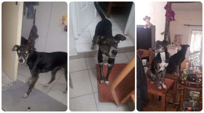 &Sigma;&kappa;&upsilon;&lambda;ί &beta;&rho;έ&theta;&eta;&kappa;&epsilon; &sigma;&tau;&omicron; &kappa;έ&nu;&tau;&rho;&omicron; &tau;&eta;&sigmaf; &Tau;&rho;ί&pi;&omicron;&lambda;&eta;&sigmaf; - &Tau;&omicron; &alpha;&nu;&alpha;&gamma;&nu;&omega;&rho;ί&zeta;&epsilon;&tau;&epsilon;;