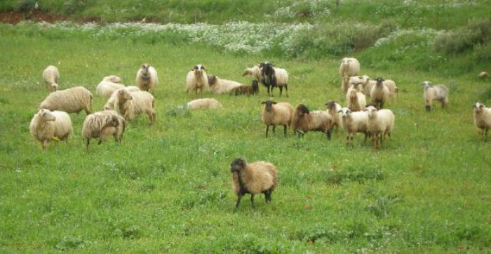 Αρκαδία – Επιτροπή για τον έλεγχο χωροταξικής κατανομής των βοσκοτόπων