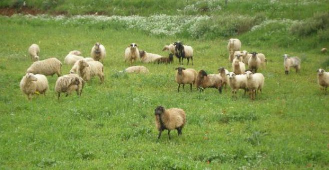 Αρκαδία – Επιτροπή για τον έλεγχο χωροταξικής κατανομής των βοσκοτόπων