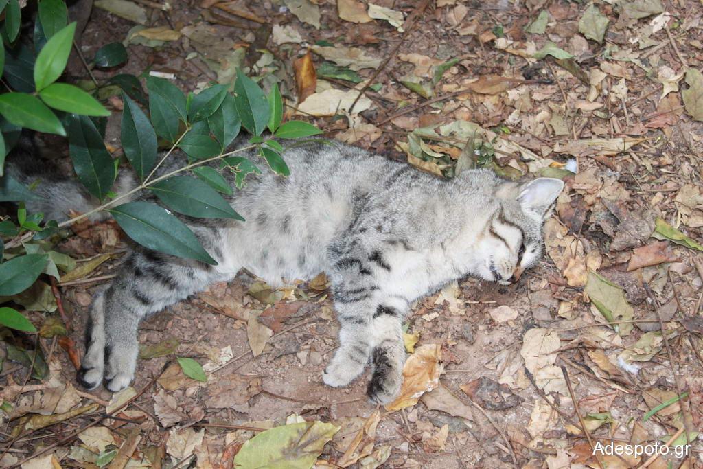 Καταγγελίες για φόλες σε γατάκια στο Λεωνίδιο – Μηνύσεις ετοιμάζουν οι φιλόζωοι!