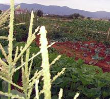 Ά&gamma;&nu;&omega;&sigma;&tau;&omicron;&iota; ά&nu;&omicron;&iota;&xi;&alpha;&nu; &kappa;&alpha;&iota; &pi;&rho;&omicron;&kappa;ά&lambda;&epsilon;&sigma;&alpha;&nu; &kappa;&alpha;&tau;&alpha;&sigma;&tau;&rho;&omicron;&phi;έ&sigmaf; &sigma;&tau;&omicron; &lambda;&alpha;&chi;&alpha;&nu;ό&kappa;&eta;&pi;&omicron; &tau;&eta;&sigmaf; &Tau;&rho;ί&pi;&omicron;&lambda;&eta;&sigmaf; (video)!