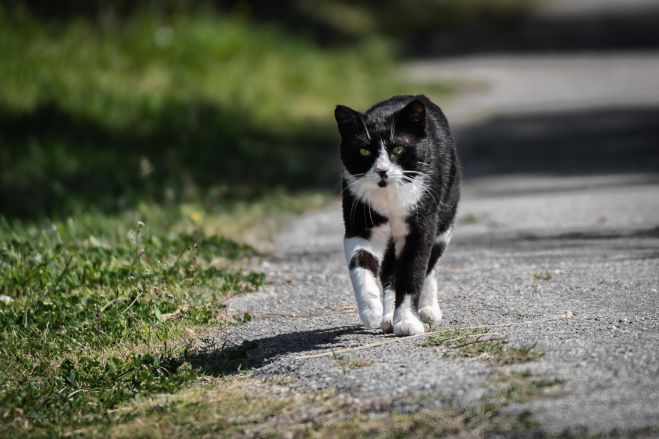 &Delta;&omega;&rho;&epsilon;ά&nu; &sigma;&tau;&epsilon;&iota;&rho;ώ&sigma;&epsilon;&iota;&sigmaf; &gamma;&iota;&alpha; &alpha;&delta;έ&sigma;&pi;&omicron;&tau;&epsilon;&sigmaf; &gamma;ά&tau;&epsilon;&sigmaf; &sigma;&tau;&eta; &Beta;ό&rho;&epsilon;&iota;&alpha; &Kappa;&upsilon;&nu;&omicron;&upsilon;&rho;ί&alpha;