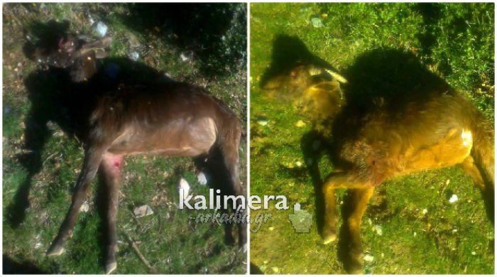 Νεκρά ζώα εντοπίστηκαν στο χωριό Σιμιάδες