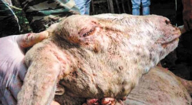 &Eta; &mu;ά&sigma;&tau;&iota;&gamma;&alpha; &tau;&eta;&sigmaf; &epsilon;&upsilon;&lambda;&omicron;&gamma;&iota;ά&sigmaf; &tau;&omega;&nu; &alpha;&iota;&gamma;&omicron;&pi;&rho;&omicron;&beta;ά&tau;&omega;&nu; &kappa;&alpha;&iota; &tau;&omicron;&upsilon; &alpha;&phi;&theta;ώ&delta;&omicron;&upsilon;&sigmaf; &pi;&upsilon;&rho;&epsilon;&tau;&omicron;ύ &tau;&omega;&nu; &delta;&iota;&chi;ή&lambda;&omega;&nu;: &Mu;&iota;&alpha; &pi;&rho;&omicron;&alpha;&nu;&alpha;&gamma;&gamma;&epsilon;&lambda;&theta;&epsilon;ί&sigma;&alpha; &kappa;&alpha;&tau;&alpha;&sigma;&tau;&rho;&omicron;&phi;ή