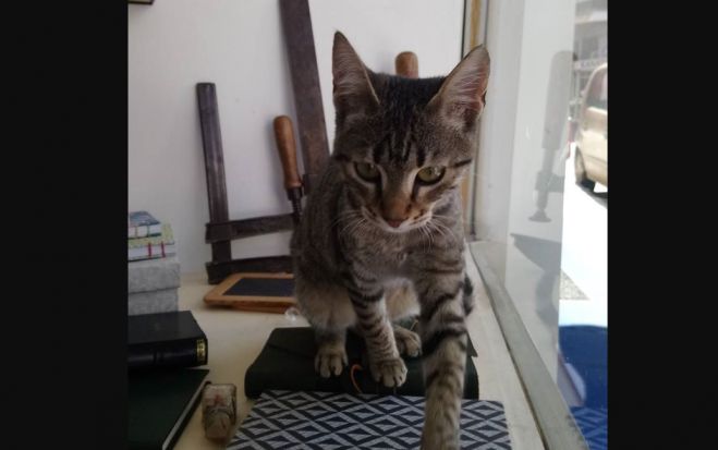 &Pi;&omicron;&iota;&omicron;&sigmaf; &theta;έ&lambda;&epsilon;&iota; &nu;&alpha; &upsilon;&iota;&omicron;&theta;&epsilon;&tau;ή&sigma;&epsilon;&iota; &alpha;&upsilon;&tau;ή &tau;&eta; &gamma;&alpha;&tau;&omicron;ύ&lambda;&alpha;;