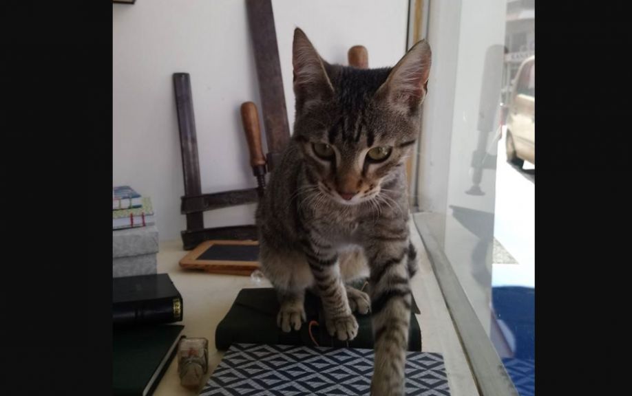 Ώριμες μαύρες γυναίκες σωλήνες πορνό