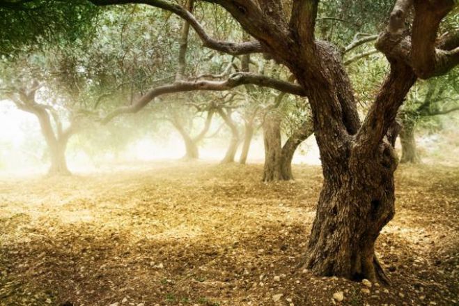 Ανομβρία και υψηλές θερμοκρασίες κάνουν ζημιά στις ελιές της Πελοποννήσου