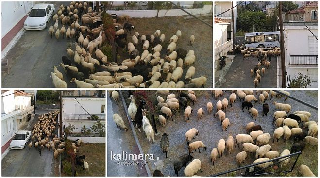 &Pi;&rho;ό&beta;&alpha;&tau;&alpha; &hellip; &beta;&gamma;ή&kappa;&alpha;&nu; &beta;ό&lambda;&tau;&alpha; &sigma;&tau;&eta;&nu; &pi;ό&lambda;&eta; &tau;&eta;&sigmaf; &Tau;&rho;ί&pi;&omicron;&lambda;&eta;&sigmaf;! (vd)