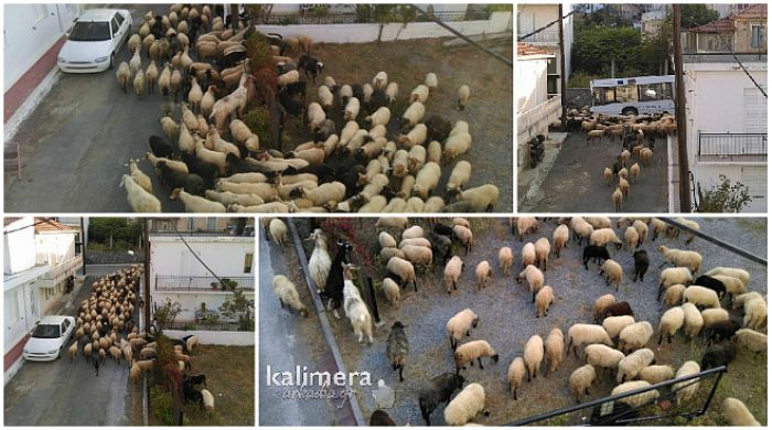 Πρόβατα … βγήκαν βόλτα στην πόλη της Τρίπολης! (vd)