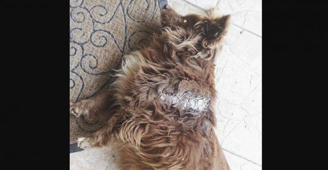 &Sigma;&omicron;&kappa; | &Sigma;&kappa;ό&tau;&omega;&sigma;&epsilon; &alpha;&delta;έ&sigma;&pi;&omicron;&tau;&omicron; &sigma;&kappa;&upsilon;&lambda;ά&kappa;&iota; &mu;&epsilon; &alpha;&lambda;&upsilon;&sigma;&omicron;&pi;&rho;ί&omicron;&nu;&omicron; ...