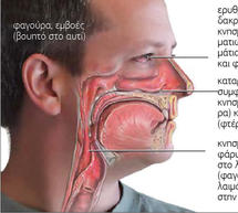 Ά&rho;&theta;&rho;&omicron; &gamma;&iota;&alpha; &tau;&eta;&nu;
&alpha;&lambda;&lambda;&epsilon;&rho;&gamma;ί&alpha;