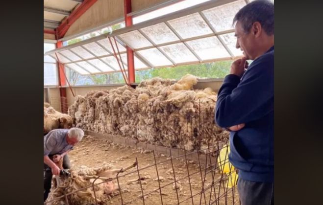 &Tau;&eta;&nu; &kappa;&omicron;&upsilon;&rho;ά &pi;&rho;&omicron;&beta;ά&tau;&omega;&nu; &pi;&alpha;&rho;&alpha;&kappa;&omicron;&lambda;&omicron;ύ&theta;&eta;&sigma;&epsilon; &alpha;&pi;ό &kappa;&omicron;&nu;&tau;ά &omicron; &Tau;&zeta;&iota;&omicron;ύ&mu;&eta;&sigmaf; &sigma;&tau;&omicron; &Pi;&iota;&kappa;έ&rho;&nu;&iota; (vd)