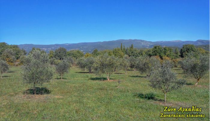 Απογοητευτική η συγκομιδή λαδιού στη Ζώνη Μεγαλόπολης - Αγγίζει η μείωση το 80% - "Δεν βγήκε ούτε το λάδι της χρονιάς για τα σπίτια"!