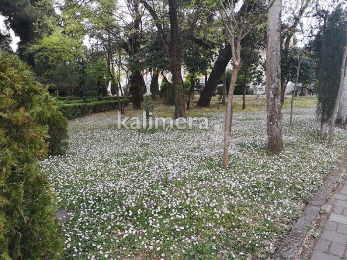 Ένα υπέροχο "χαλί" από μαργαρίτες και ανεμώνες στο κέντρο της Τρίπολης! (vd)