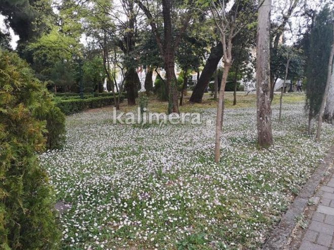 Ένα υπέροχο &quot;χαλί&quot; από μαργαρίτες και ανεμώνες στο κέντρο της Τρίπολης! (vd)